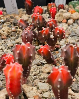 Astrophytum myriostigma kikko koho